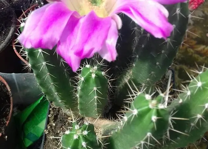 Κατάλυμα σε φάρμα Kaktus