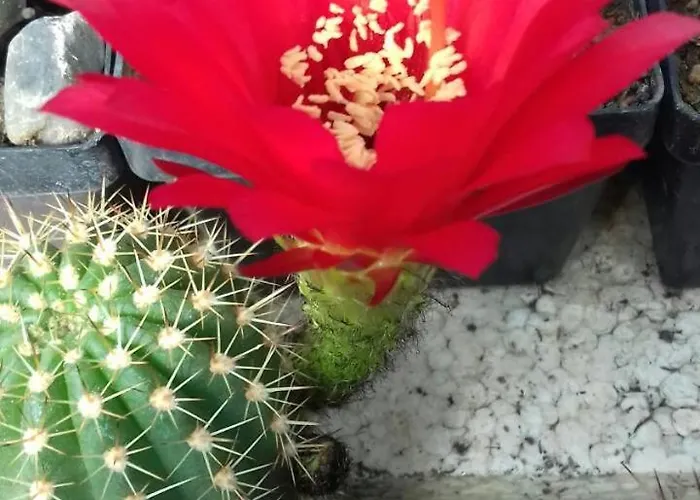 Kaktus Κατάλυμα σε φάρμα Kaluderovo