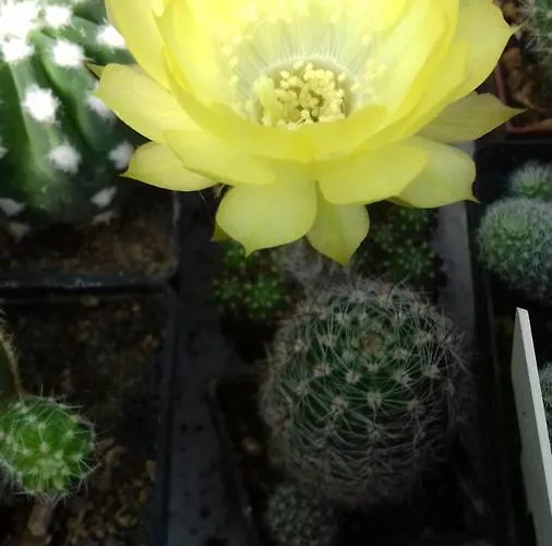 Kaktus Κατάλυμα σε φάρμα *